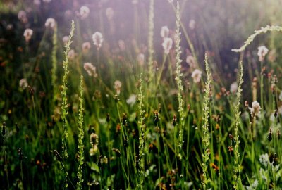Platanthera yosemitensis in the afternoon sun.