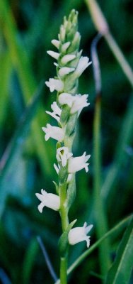 Spiranthes stellata Yosemite Nat'l Park, Ca. 7/21/09