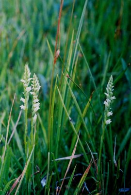 Spiranthes stellata ibid.