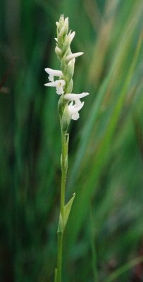 Spiranthes diluvialis ibid