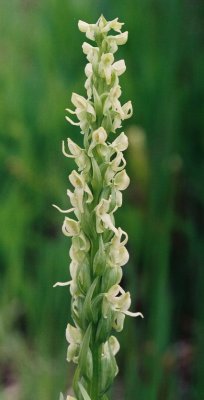 Platanthera huronensis ibid.