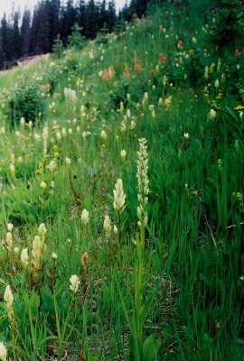 Platanthera huronensis with Castelleja occidentalis. Leadville, Co. 7/25/09