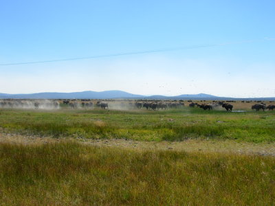 Buffalo Stampede