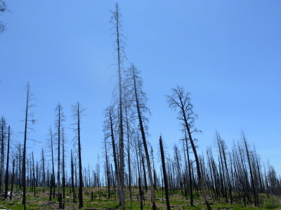 Davis lake fire