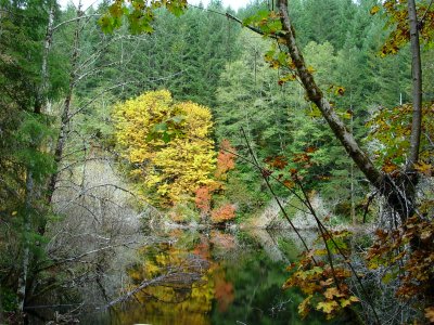 fall reflection.jpg