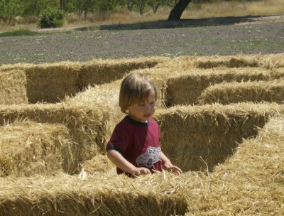 In the Hay Maze