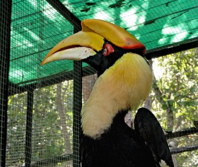 Great hornbill (Bucerso bicornis)