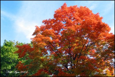 IMG_2279s.jpg