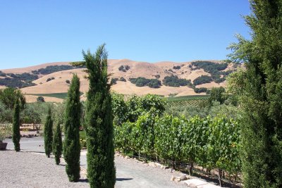 Viansa-View From Patio