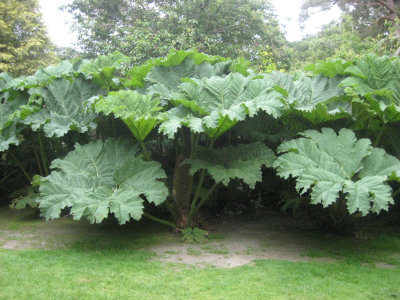 Muckross Gardens