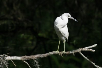 Birds001.jpg