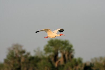 Birds003.jpg