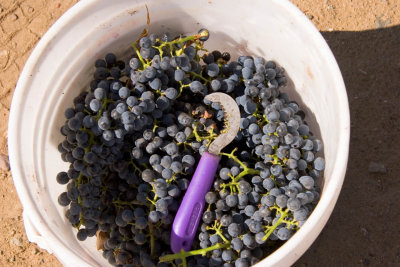 Grapes and knife