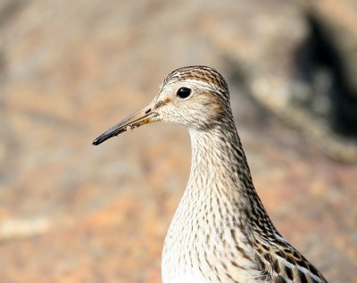 Bécasseau à poitrine cendrée, Pectoral Sandpiper (Pointe de l'Islet, Tadoussac)