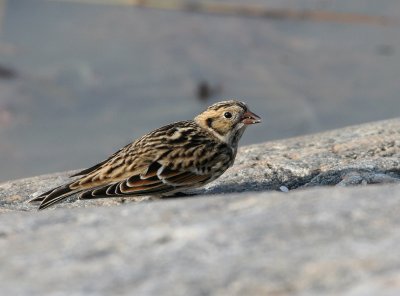 Bruant lapon, Lapland Longspur (Pointe de l'Islet, Tadoussac)