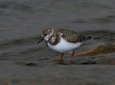 Tournepierre  collier, Ruddy Turnstone (Pointe de l'Islet, Tadoussac)