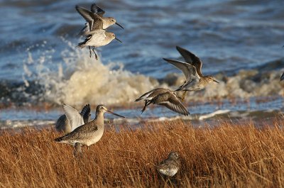 Barge hudsonienne, Hudsonian Godwit (Longue-Rive)