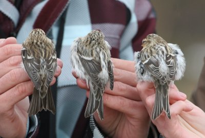Sizerin flammé (à gauche), Sizerin blanchâtre (au centre et à droite) Common Redpoll and Hoary Redpoll, Tadoussac