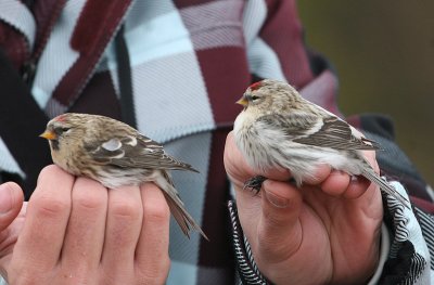 Sizerin flammé (à gauche), Sizerin blanchâtre (à droite)Common Redpoll and Hoary Redpoll, Tadoussac