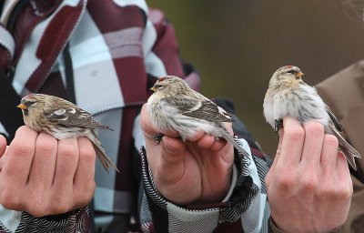 Sizerin flammé (à gauche), Sizerin blanchâtre (au centre et à droite)Common Redpoll and Hoary Redpoll, Tadoussac