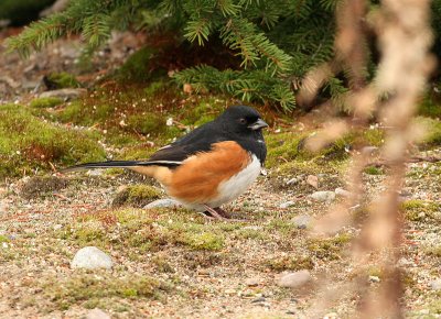 Tohi à flancs roux, Eastern Towhee(Tadoussac)