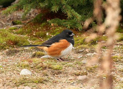 Tohi  flancs roux,  Eastern Towhee(Tadoussac)