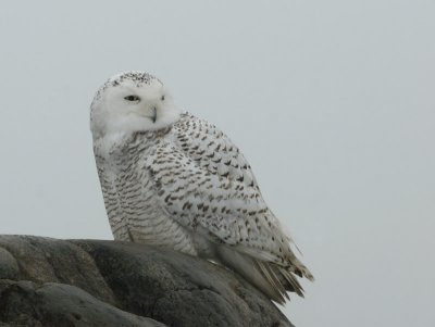 Harfang des neiges, Snowy Owl ((Isle-aux-Coudres)