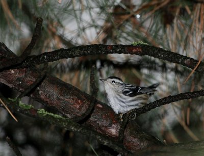 Paruline noir et blanc, Black-and-white Warbler (île Ste-Hélène)