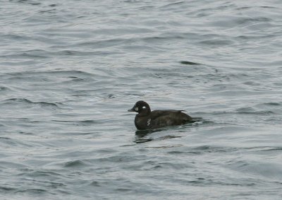 Arlequin plongeur, Harlequin Duck (île Ste-Hélène)