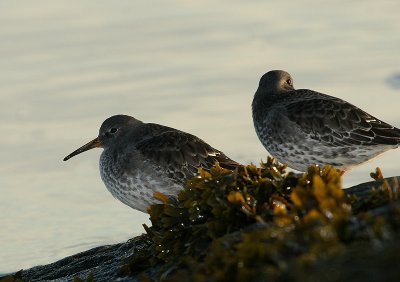 Bécasseau violet , Purple Sandpiper (Tadoussac)
