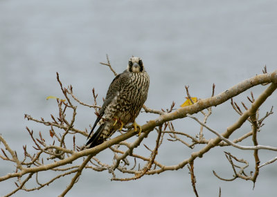 Faucon pèlerin, Baie-Ste-Catherine