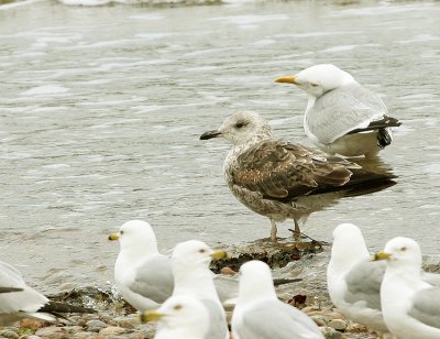 Goéland brun, Lesser Black-backed Gull ((Tadoussac, 19/06/08)