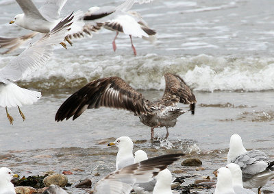 Goéland brun, Lesser Black-backed Gull ((Tadoussac, 19/06/08)