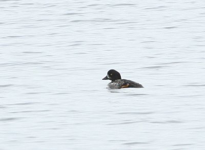 Garrot d'Islande, Barrow's Goldeneye (17/06/08)