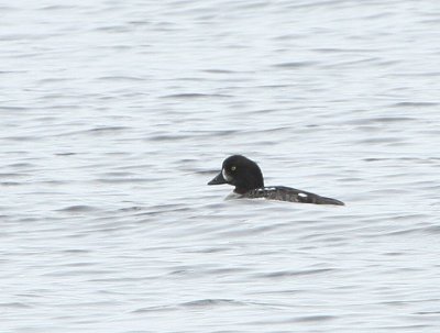 Garrot d'Islande, Barrow's Goldeneye (17/06/08)