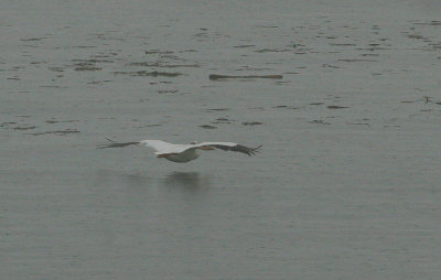 Pélican d'Amérique, American White Pelican Les Escoumins (08/07/08)