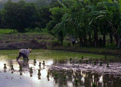 kanchanaburi rice plant.jpg