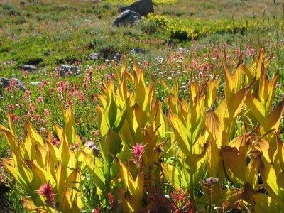 Winnemucca Hike: backlit flowers