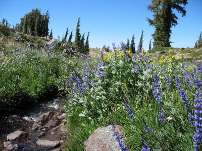 Winnemucca Hke: Lupins by a stream