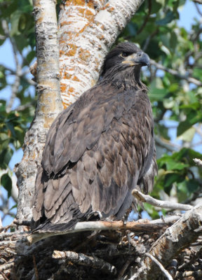 Eaglet in Nest  0608-12j Yakima Canyon