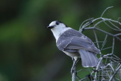 Gray Jay 0906-2j  Fife's Ridge