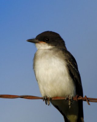 Eastern Kingbird 0806-1j  Okanogan