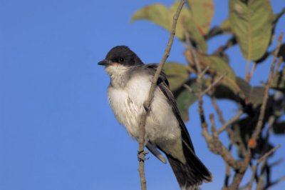 Eastern Kingbird 0806-3j  Okanogan