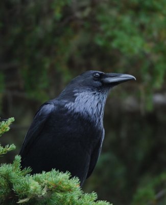 Common Raven 1006-2j  Chinook Pass