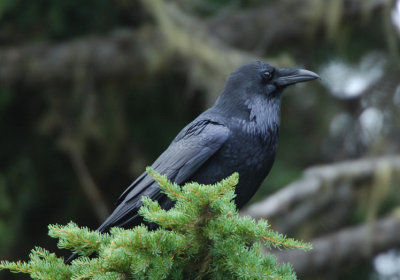Common Raven 1006-3j  Chinook Pass