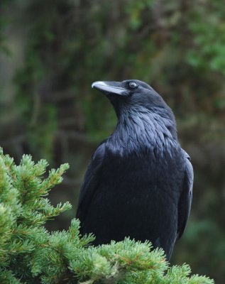 Common Raven 1006-5j  Chinook Pass