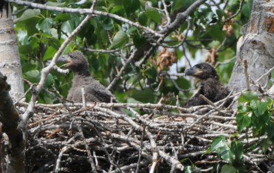 Eaglets in Nest  0508-9j  Yakima Canyon