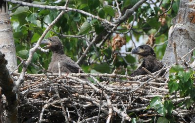 Eaglets in Nest 0508-9j Yakima Canyon