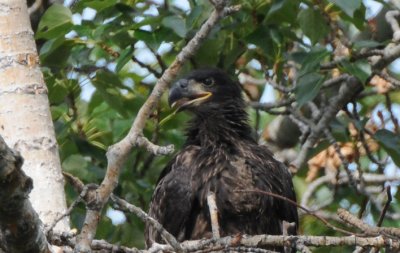 Eaglet in Nest  0608-3j  Yakima Canyon