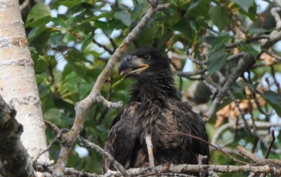 Eaglet in Nest 0608-3j Yakima Canyon